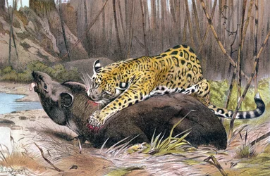 ジャガー、ブレームスティアレーベンのプレート：Allgemeine Kunde des Tierreichs、vol.1、p.494、Bibliographisches Institutによって発行、1890